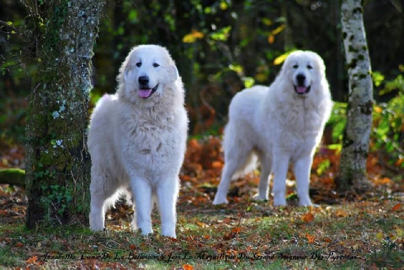 Joli coeur dit jezabelle -luna de la belletière